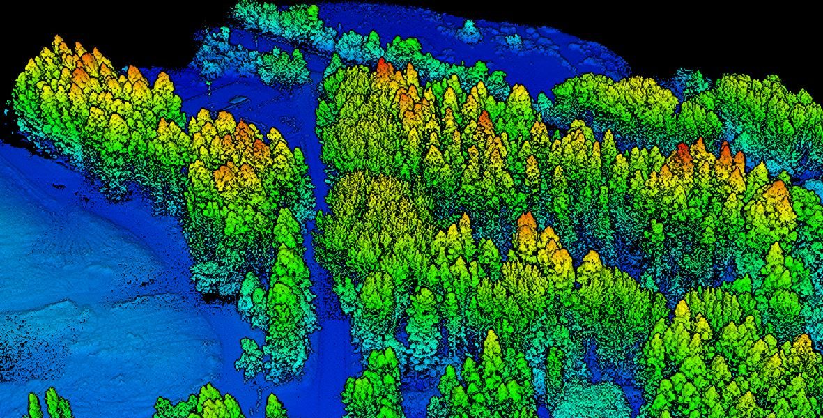 Nube de puntos LiDAR coloreada por altura mostrando la estructura vertical del bosque