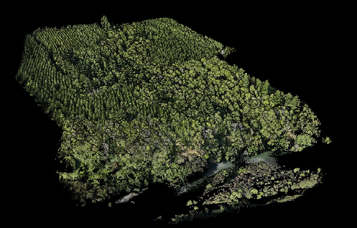 Nube de puntos LiDAR de un rodal forestal